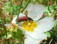 Omophlus lepturoides