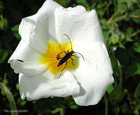 Stenurella sul fiore di cisto bianco