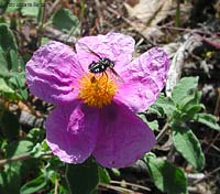 Bombylella atra