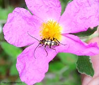 cerambycidae su cisto rosso