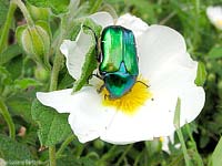 Cetonia aurata sul fiore di cisto bianco