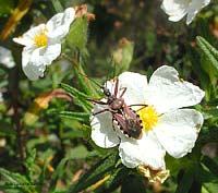 Rhinocoris erythropus su Cisto dal fiore bianco