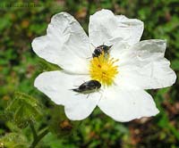 coppia di insetti mordellide sp. su cisto bianco