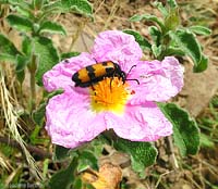 Mylabris variabilis sul fiore di cisto rosa