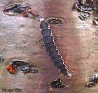larva di lucciola