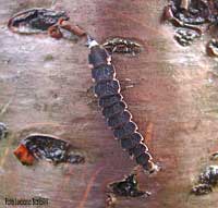 Larva della lucciola