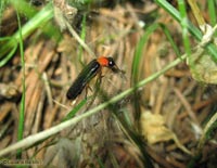 Lucciola Luciola lusitanica maschio