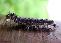 larva di lucciola