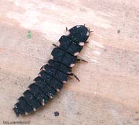 larva di lucciola