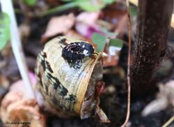 larva di lucciola