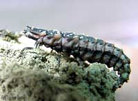 larva di lucciola di profilo
