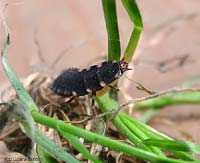 larva di lucciola