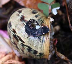 larva di lucciola