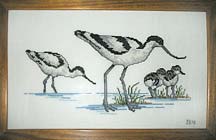 Avocetta