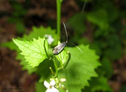 Adela reaumurella - female