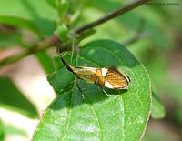 Alabonia geoffrella