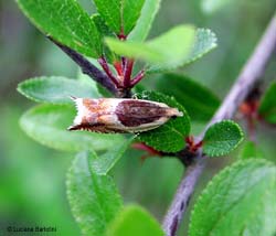 Tortricidae Ancylis badiana