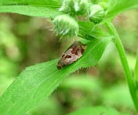 Archips xylosteana