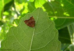 Choreutis nemorana