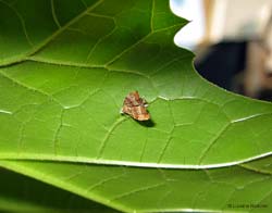 Choreutis nemorana