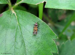 Chrysoesthia drurella