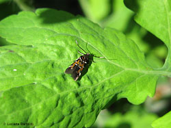 Chrysoesthia drurella