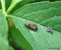 Chrysoesthia drurella