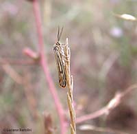 Piccola falena con le ali a strisce Coscinia striata