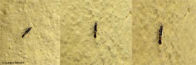 Cosmopterix scribaiella