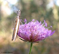 Crambinae sp.