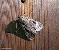 Falena grigia