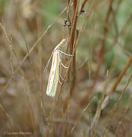 Crambinae sp.