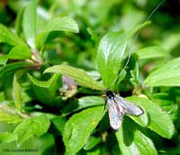 Adela reaumurella