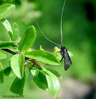 Adela reaumurella  - male 