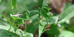 microlepidottero chiaro
