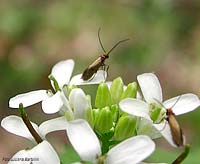 Micropterix calthella