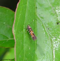 Chrysoesthia drurella