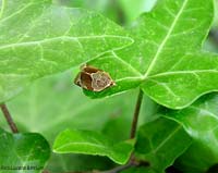 Archips sp.