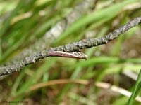 piccolo lepidottero Pyralidae