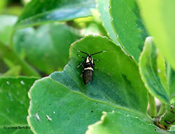 Dasycera oliviella
