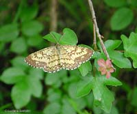 Ematurga atomaria