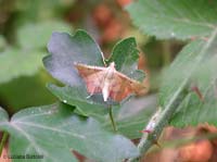 Endotricha flammealis