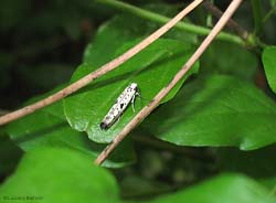 Ethmiidae sp.