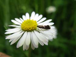 Glyphipterix haworthana