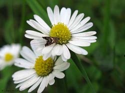 Glyphipterix haworthana