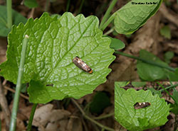 Incurvaria masculella