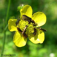 Micropterix calthella