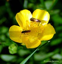 Micropterix calthella