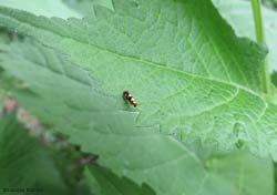 Micropterix allionella