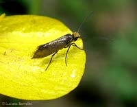 Micropterix calthella
